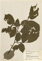 藏品(榆)的圖片